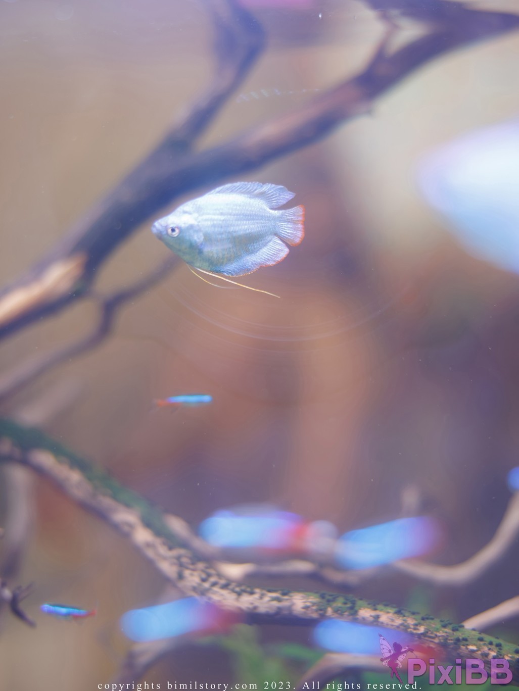 Bimilstory Bomi Vol.31 Fantasy Bondage PixiBB.COM 106